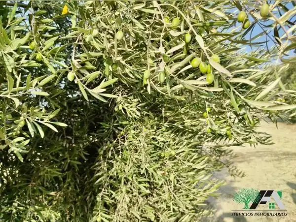 Terreni e lotti in vendita a Baeza