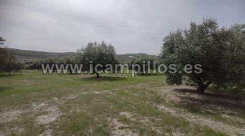 OLIVAR MARTEÑO 1 PIE 17,50 FANEGAS