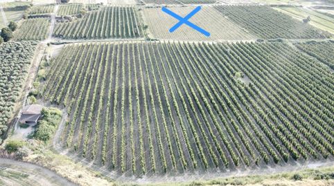 FINCA DE REGADIU (CANAL D'URGELL) PLANTADA DE FRUITERS, immagine 5