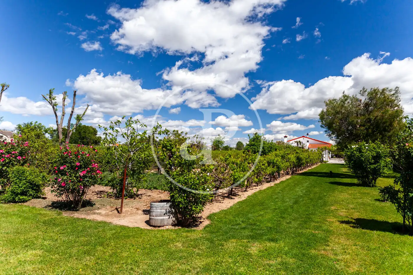 Jardí de Casa o xalet en venda en Fuente El Saz de Jarama amb Calefacció, Jardí privat i Terrassa