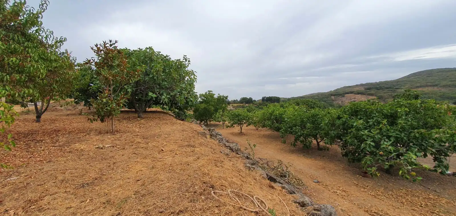 Terreni e lotti in vendita a Jarandilla de la Vera, imagen 13