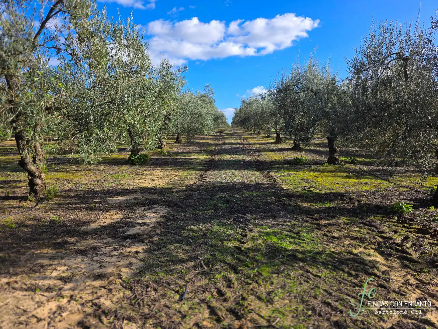 Country homes for sale in Marchena  with Swimming Pool and Alarm