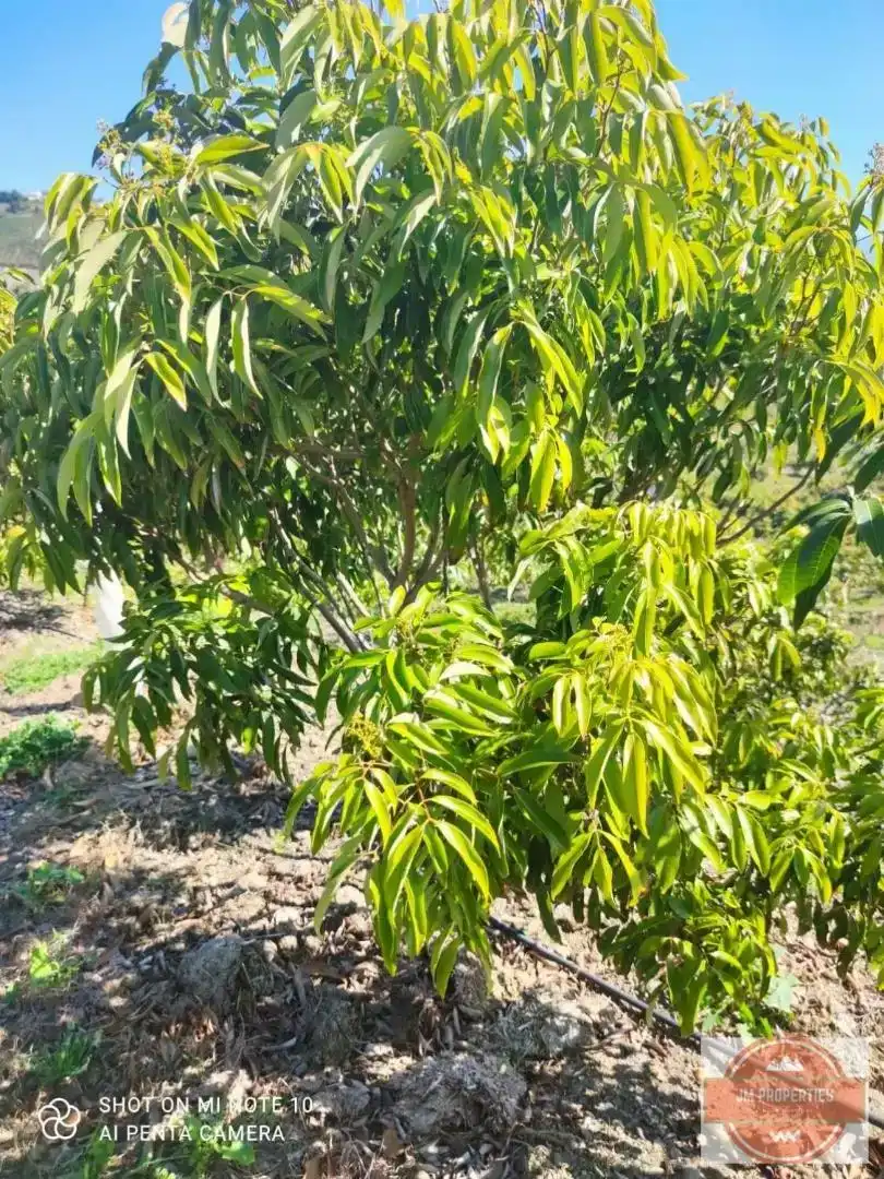 Terreno en venta en Almáchar, Málaga