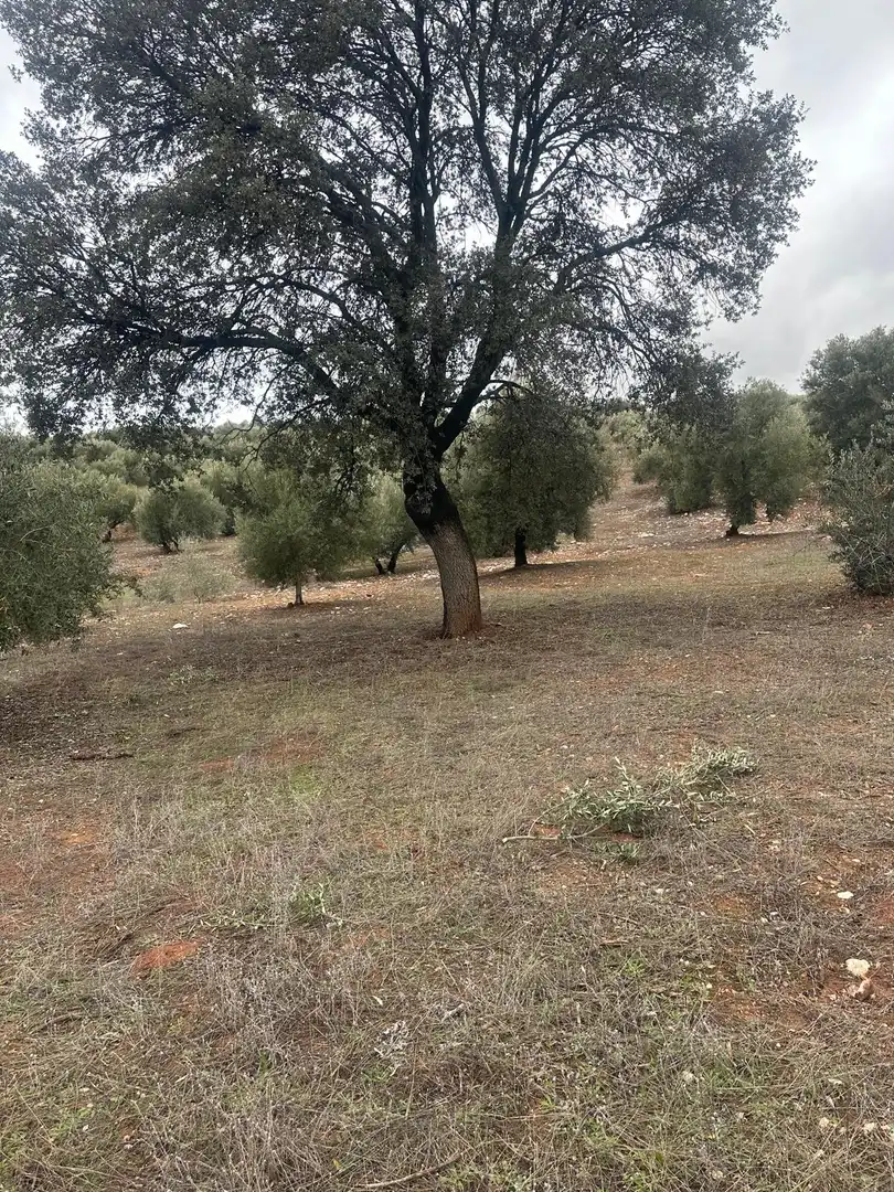 Terreni e lotti in vendita a Cogollos de la Vega, imagen 5