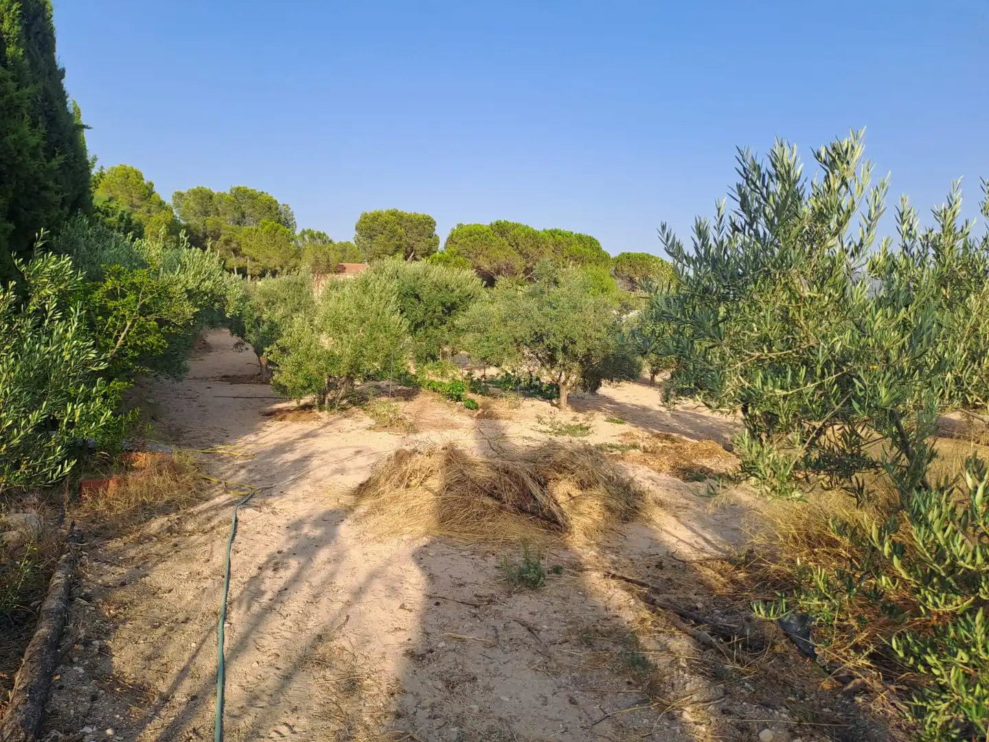Villa avec terrasse à vendre à Camino de la Caseta Bravo, imagen 33