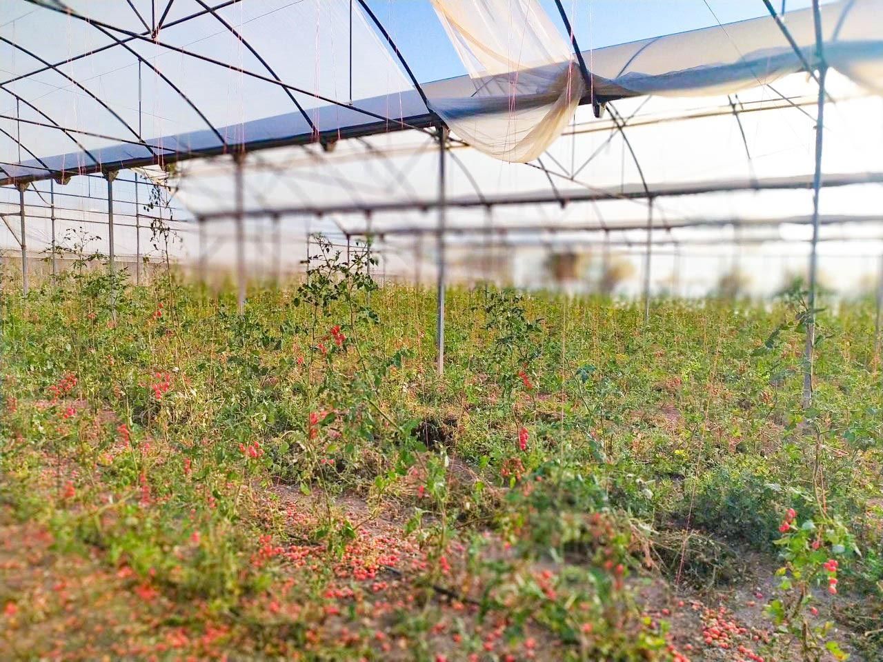 Jardí de Finca rústica en venda en Elche / Elx
