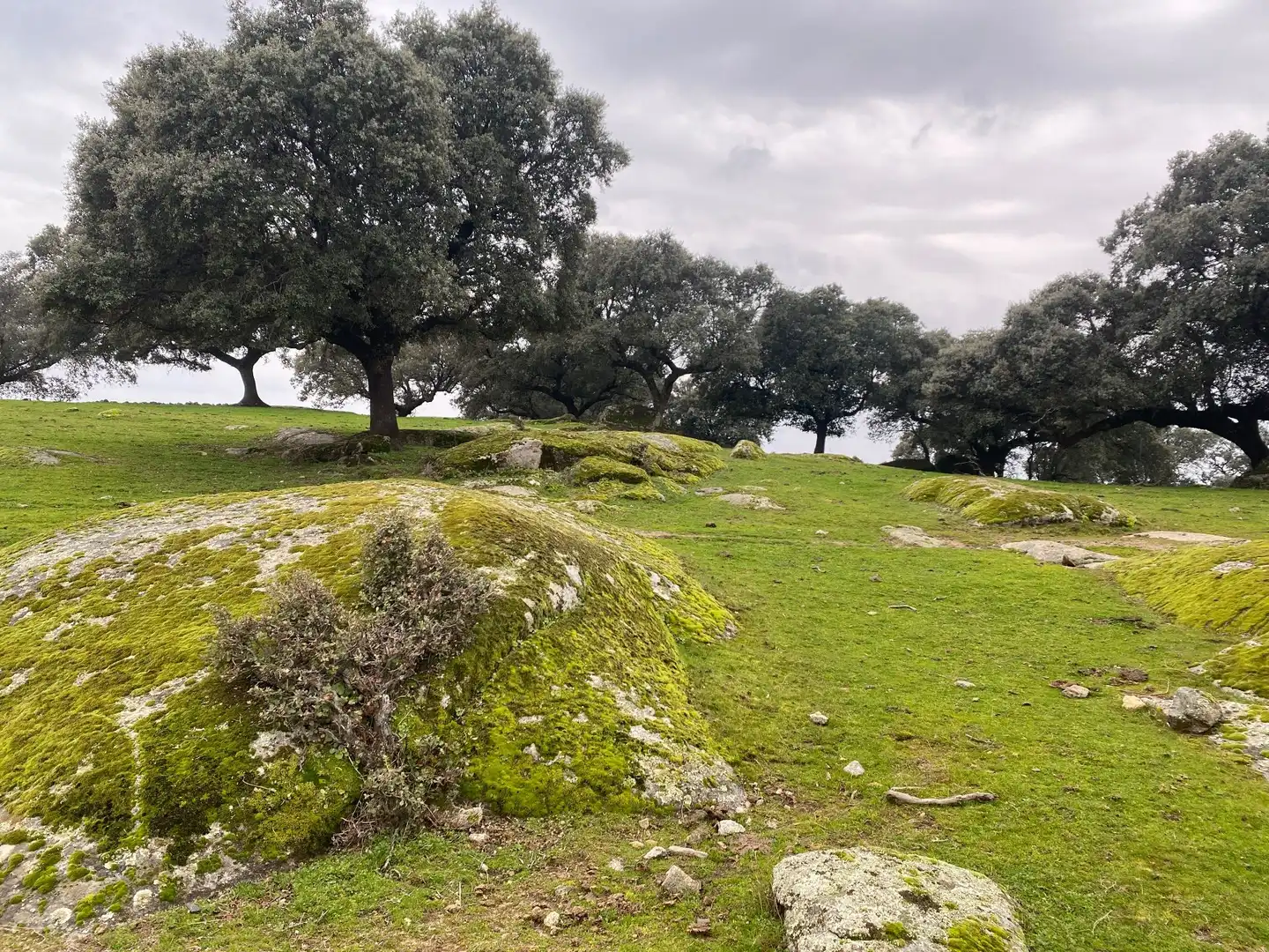 Terreno en venta en Navamorcuende