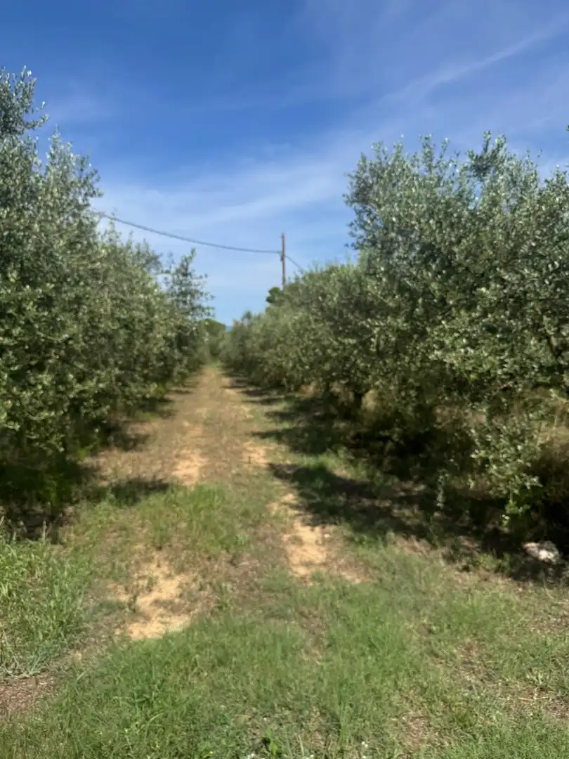 Terrenys i solars en venda a Constantí, imagen 8