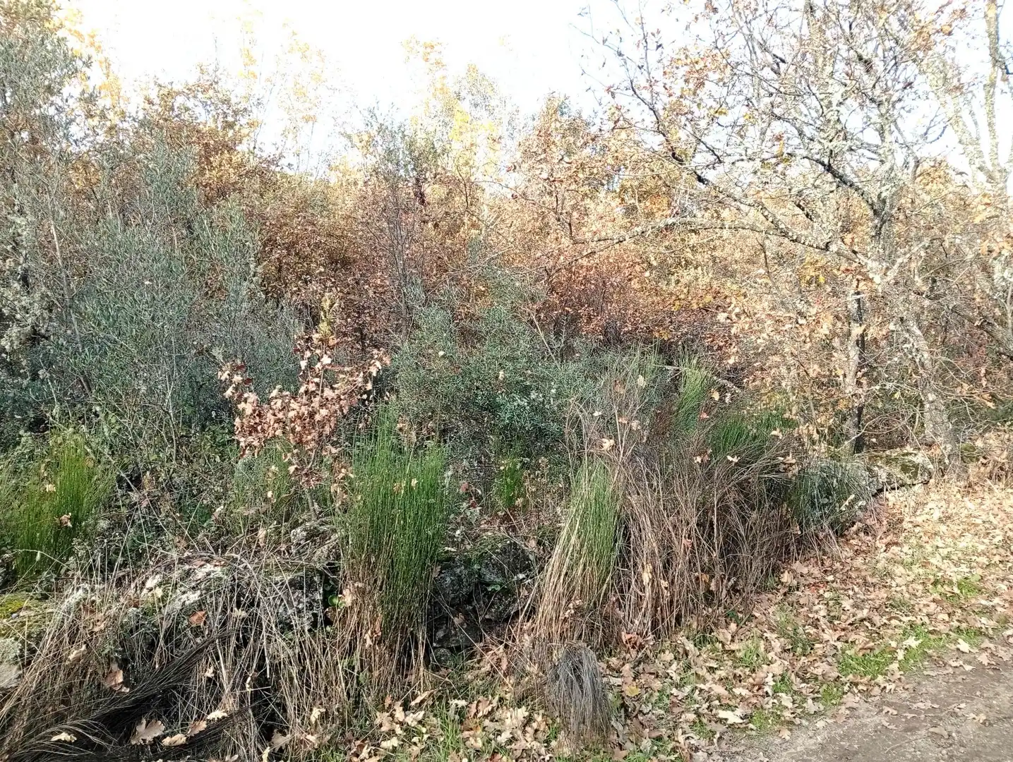 Terreni e lotti in vendita a Viandar de la Vera, imagen 11