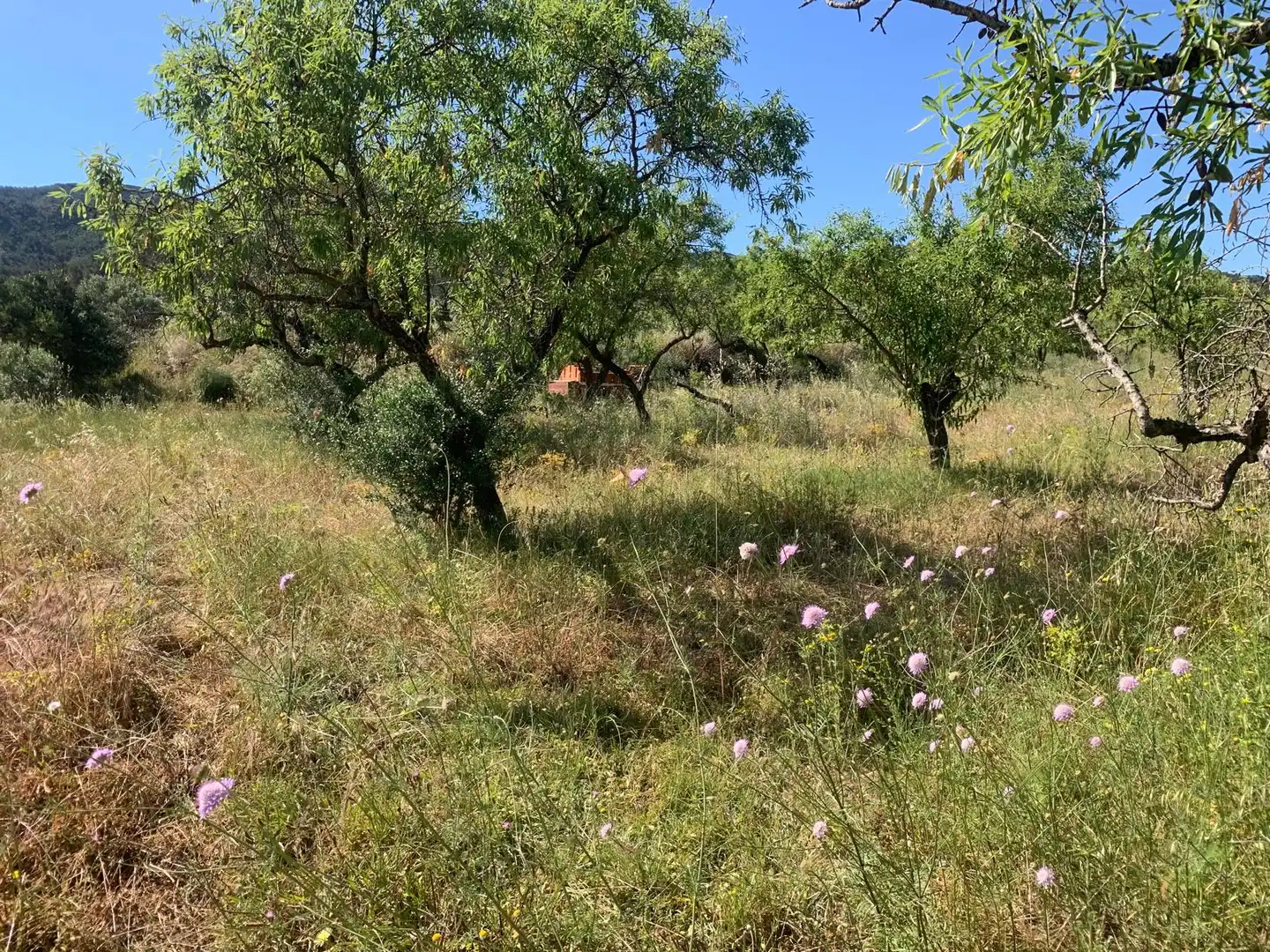Terreno rustico in vendita a Corbera d'Ebre, imagen 5