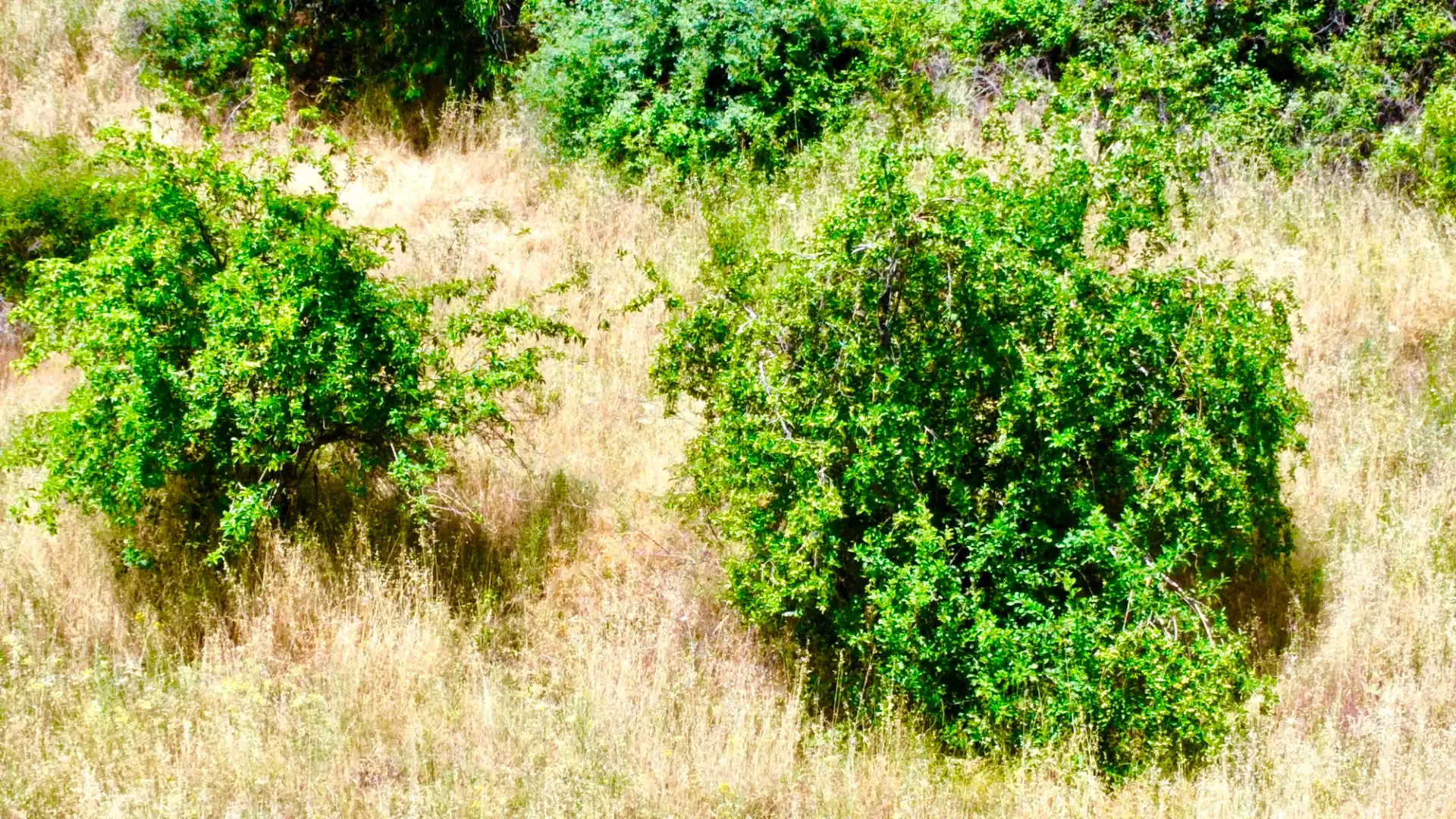 Terreni e lotti in vendita a Alpujarra de la Sierra, imagen 50