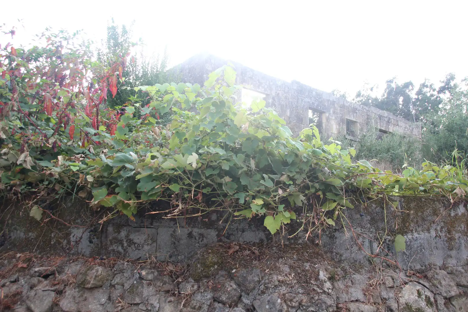 Terreni e lotti in vendita a Dodro, imagen 10