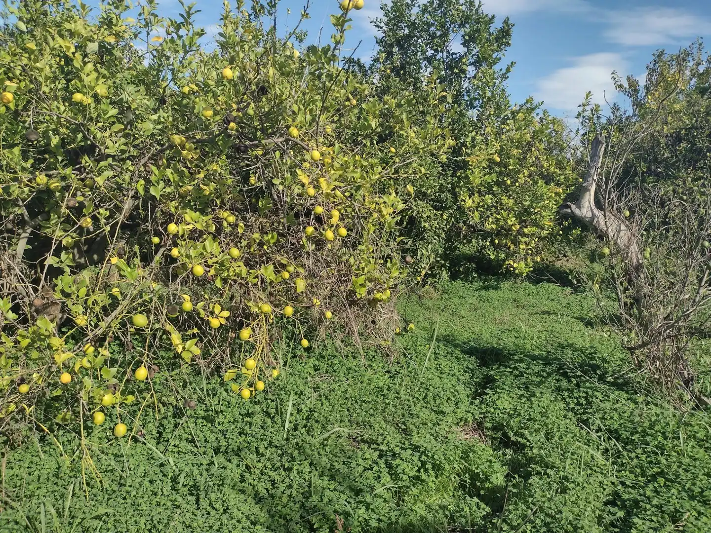 Terrenys i solars en venda a Vereda del rincon del Gallego, imagen 5