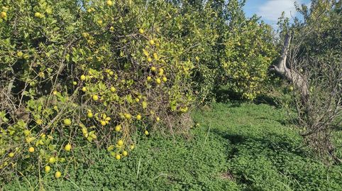 Foto 5 de Terreno en venta en Vereda del Rincon del Gallego, Torreagüera, Murcia Capital