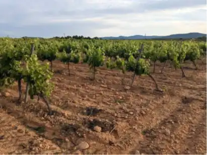 Terrain rustique à vendre à Requena