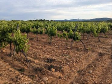 Terrain rustique à vendre à Requena