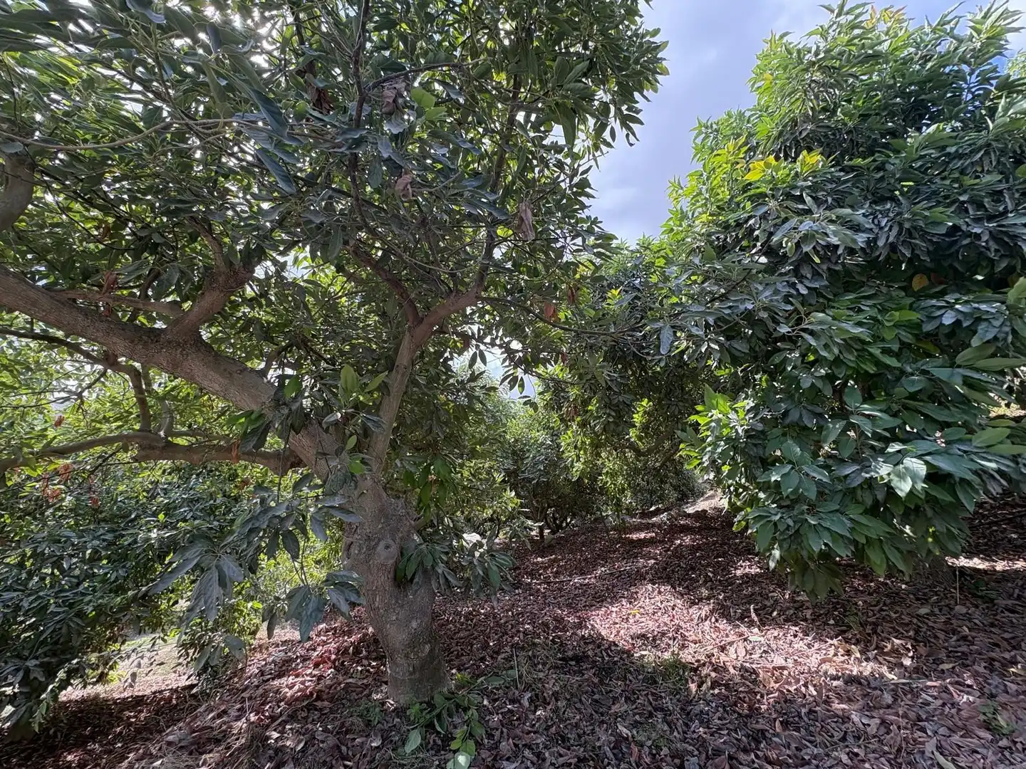 Casa rústica en venda a Coín, imagen 22