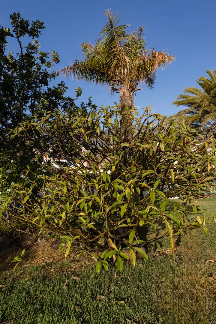 Jardí de Casa o xalet en venda en Candelaria amb Aire condicionat, Jardí privat i Terrassa