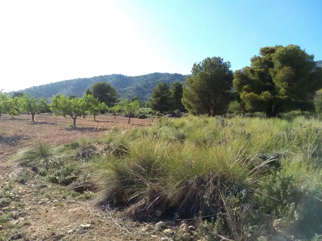 Terreno residencial en venta en El Pinós / Pinoso, imagen 2