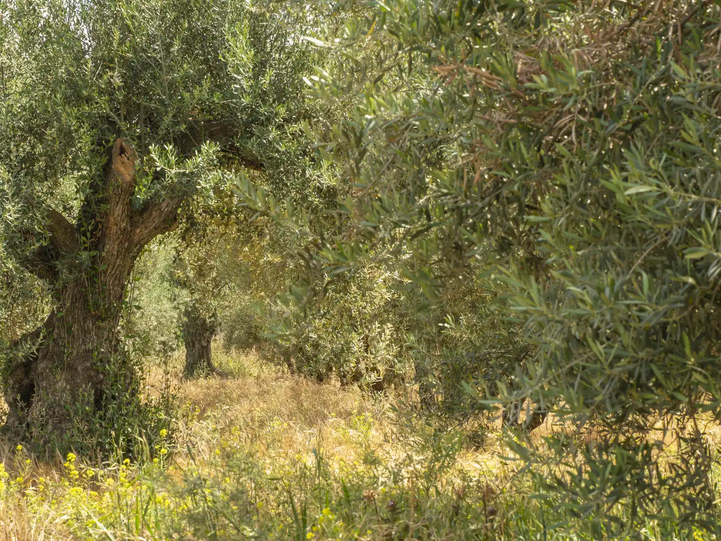 Terreni e lotti in vendita a Carretera de Granada - La Alcazaba, imagen 8