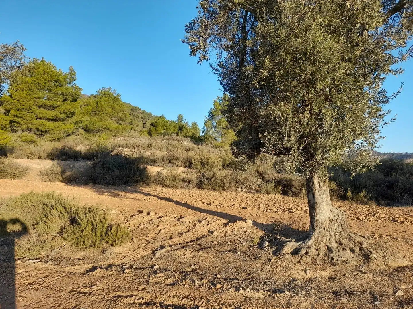 Terreno rústico en venta en Corbera d'Ebre, imagen 13