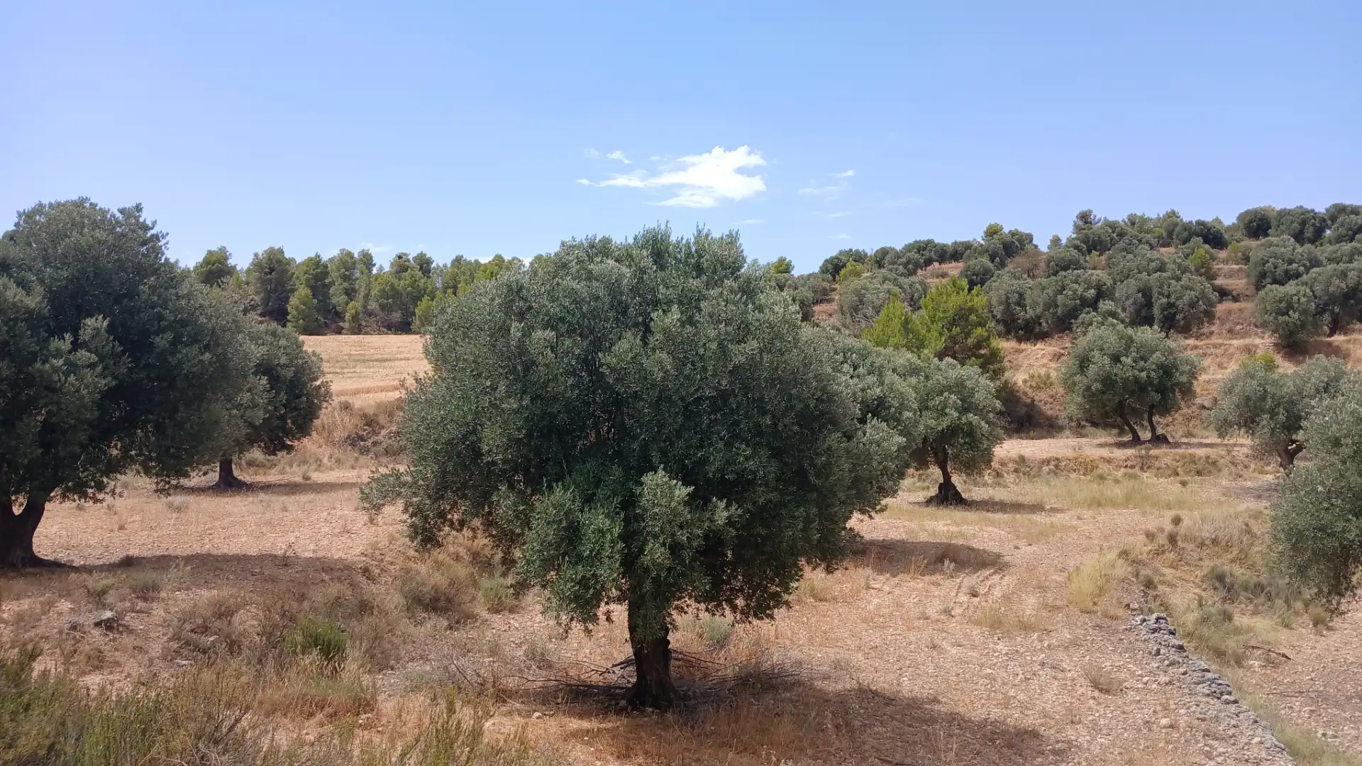 Terreno en venta en Torrevelilla, Teruel