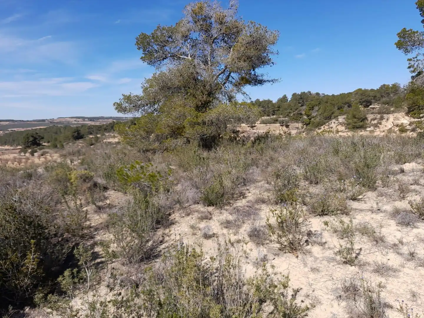 Rural land for sale in Batea, imagen 16