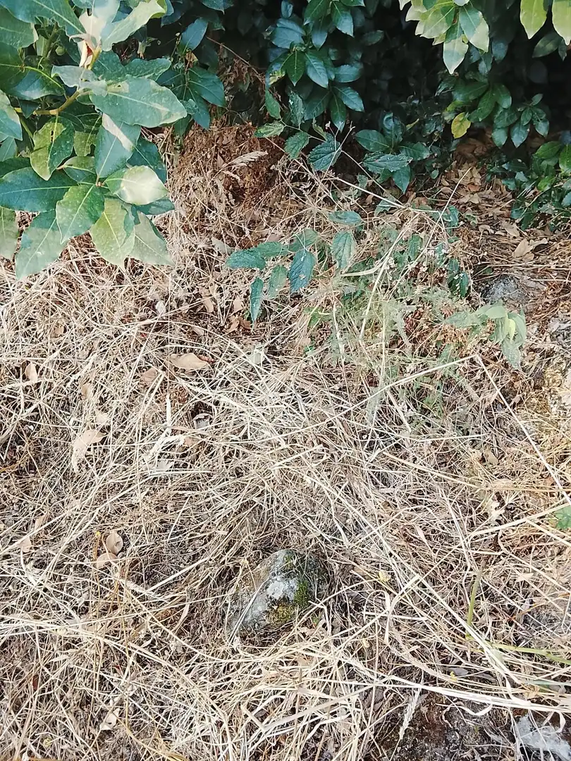 Terreni e lotti in vendita a Villanueva de la Vera, imagen 20