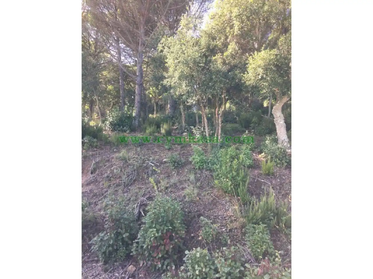 Terreny rústic en venda a Lloret Verd - Els Pinars, imagen 4