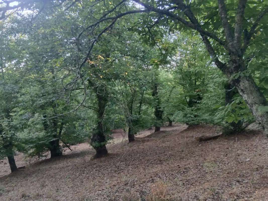 Finca rústica en venta en Aracena