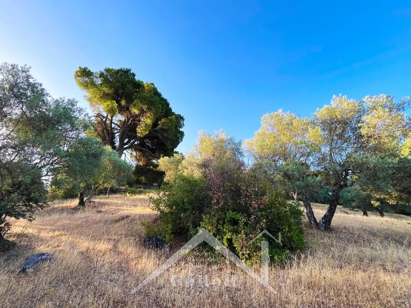 Land for sale in Constantina