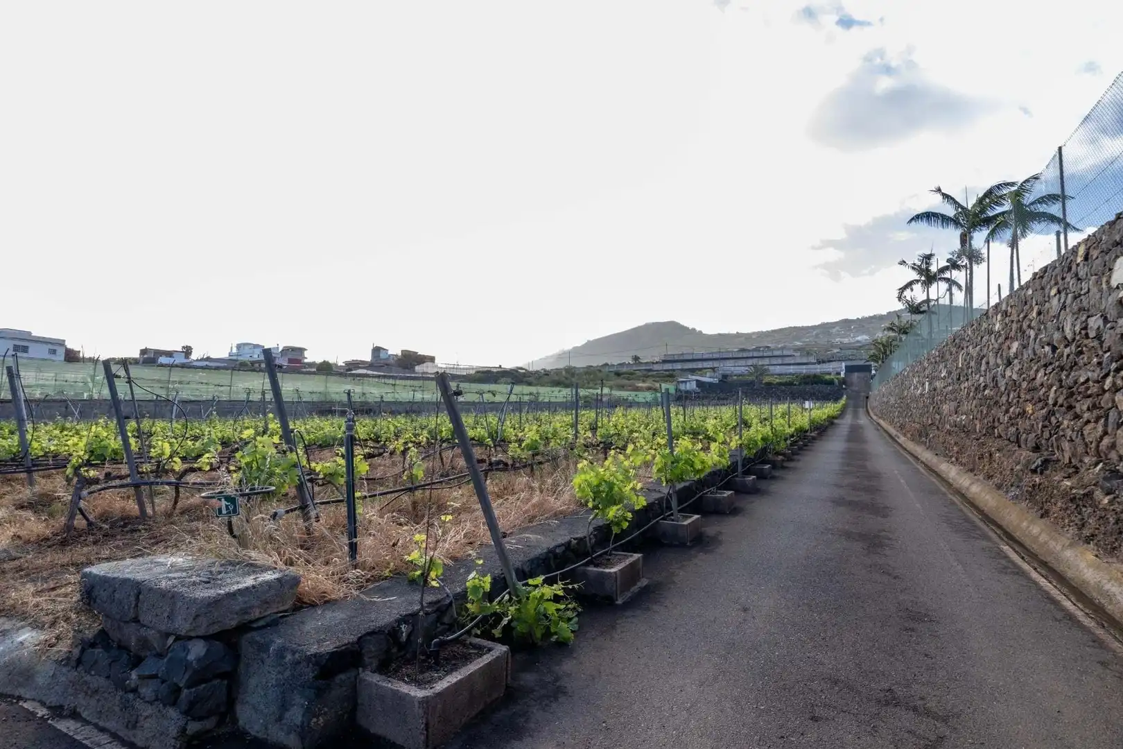 Exterior view of Houses for sale in San Cristóbal de la Laguna  with Terrace