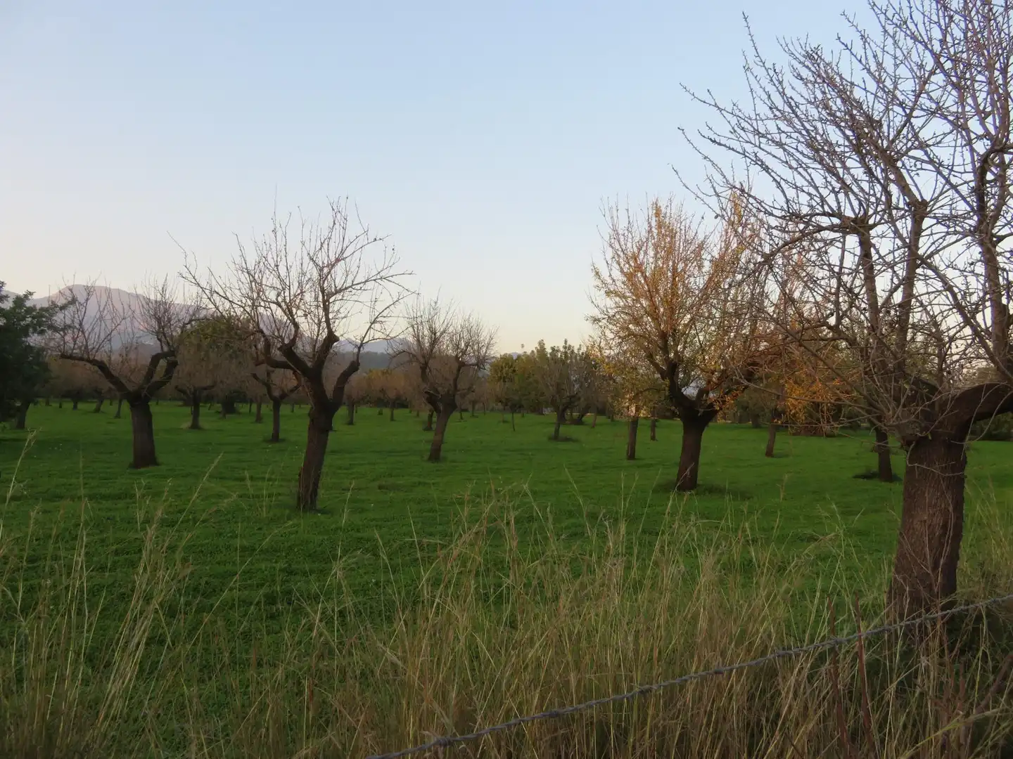 Terreny rústic en venda a Selva, imagen 9
