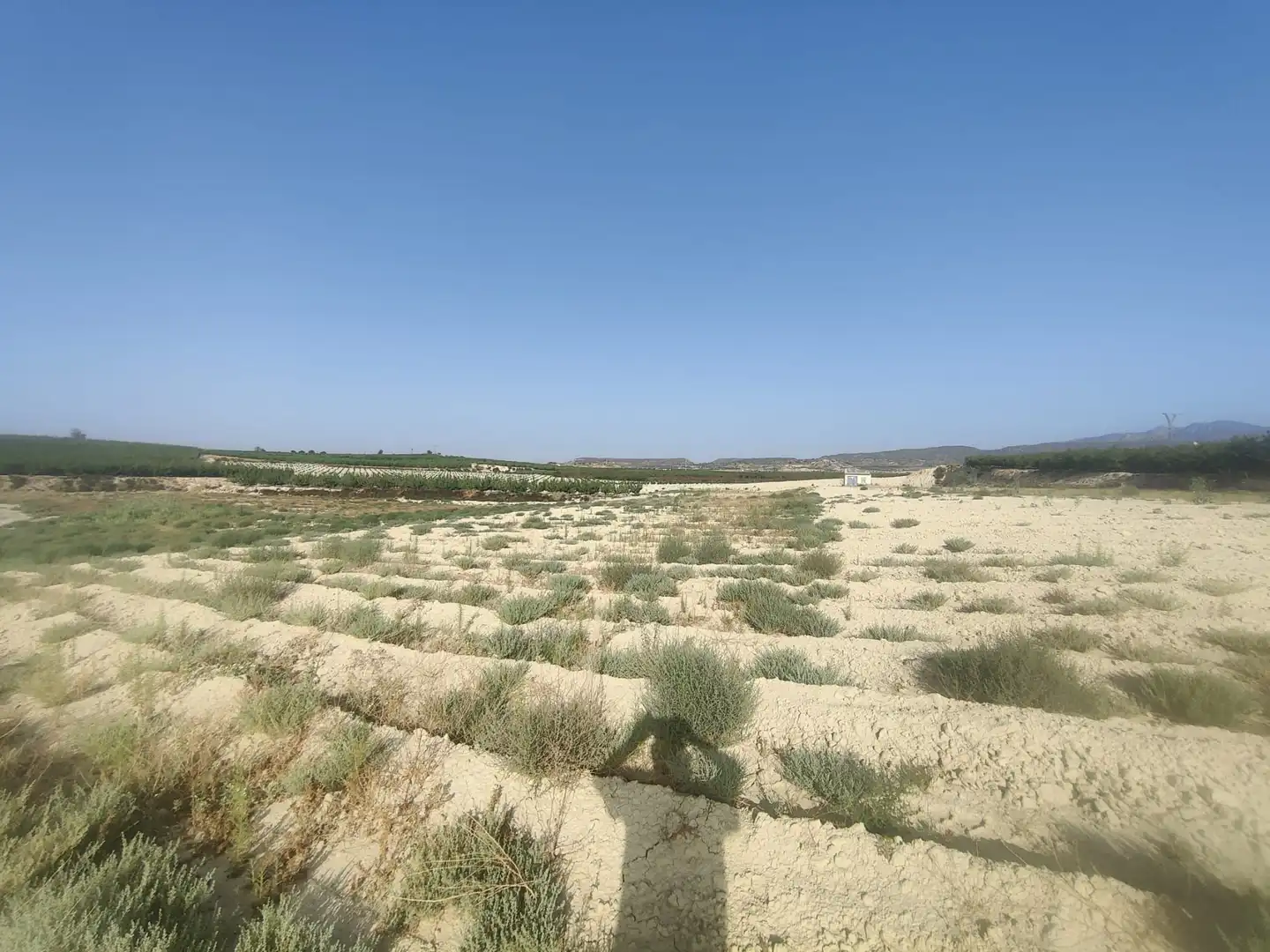 Land for sale in Ojós
