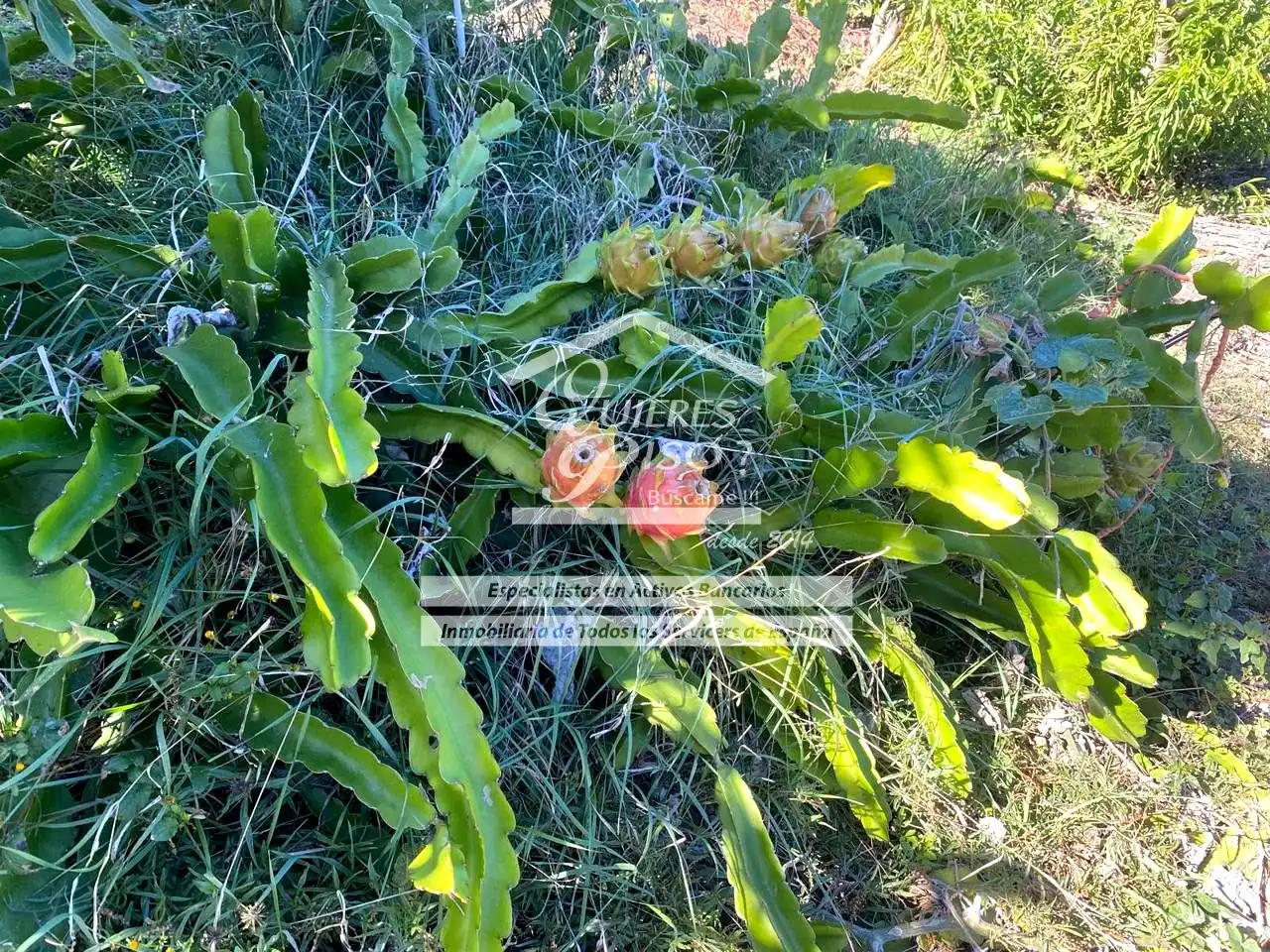 Maison rustique avec jardin à vendre à Casas de Aguilar, imagen 18