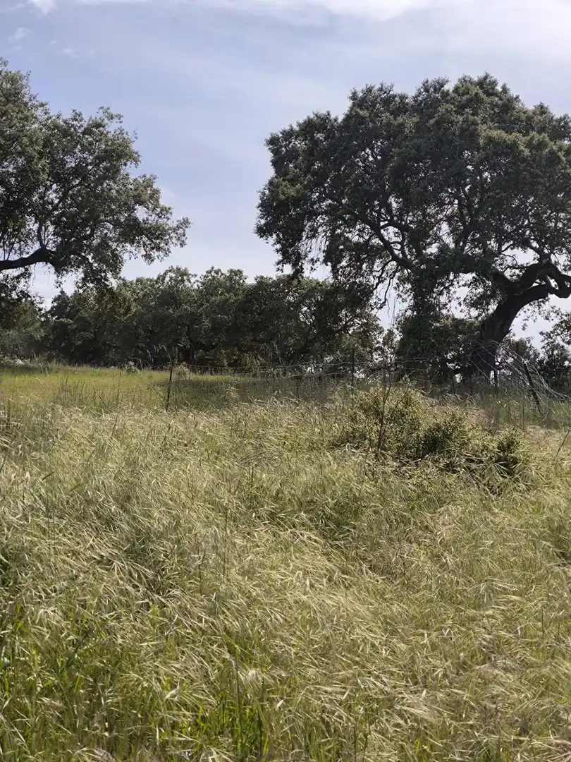 Rural land for sale in Fuente Obejuna, imagen 16