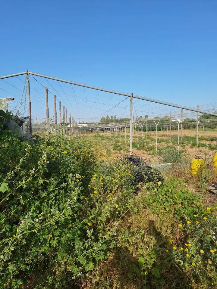 Terreni e lotti in vendita a Pedanías Norte, imagen 4