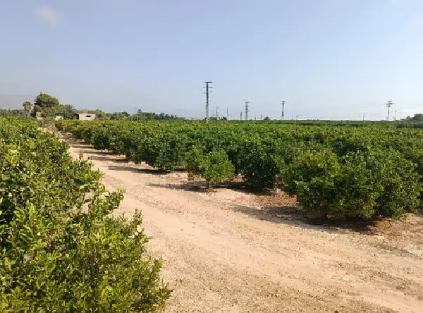 Rustikales Grundstück zum Verkauf in Jacarilla, imagen 13