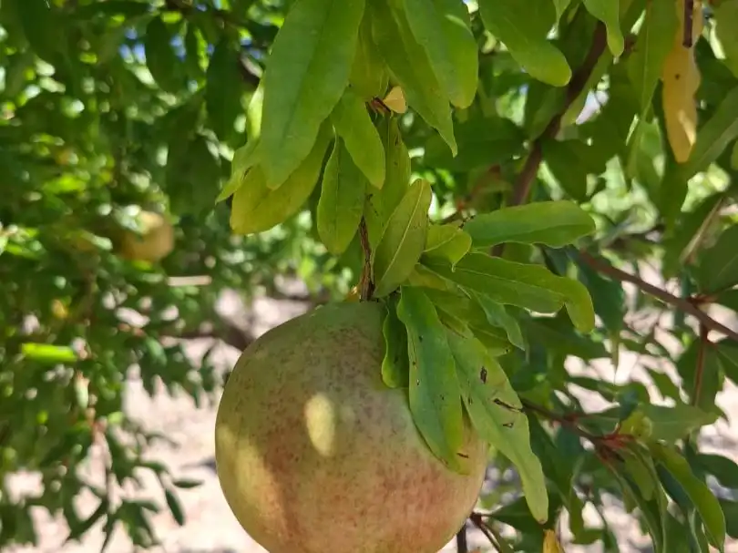 Garten von Grundstücke zum Verkauf in Beniardà