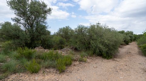 Finca rústica de 9000 m2 con agua de pozo comunitario, imatge 4