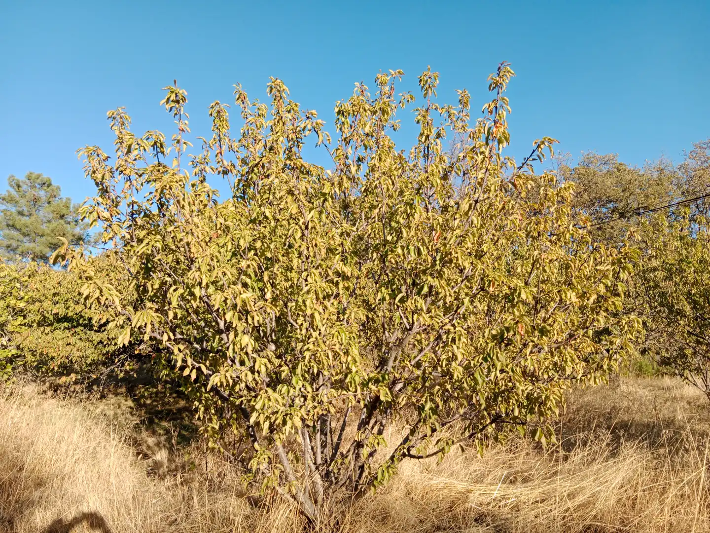 Jardín de Terreno en venta en Barrado