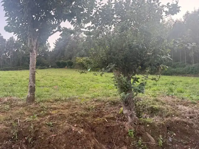 Country homes for sale in San Tirso de Abres
