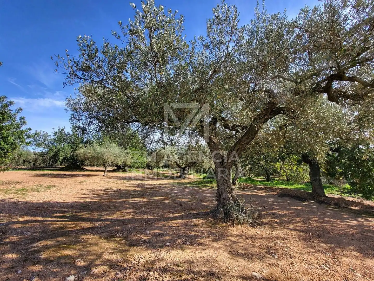 Terreno rustico in vendita a Traiguera