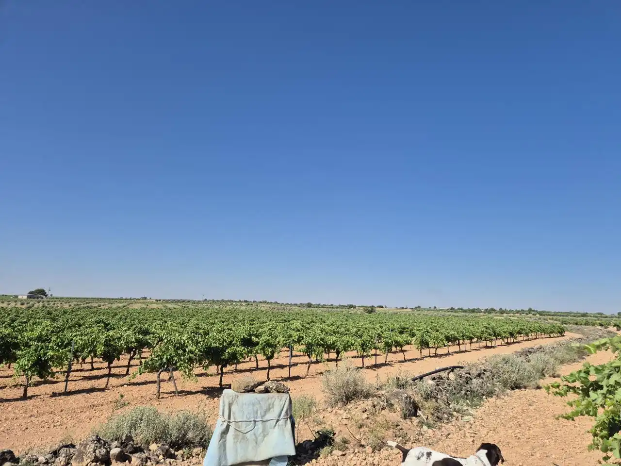 Terreno rustico in vendita a Las Colinas, imagen 30