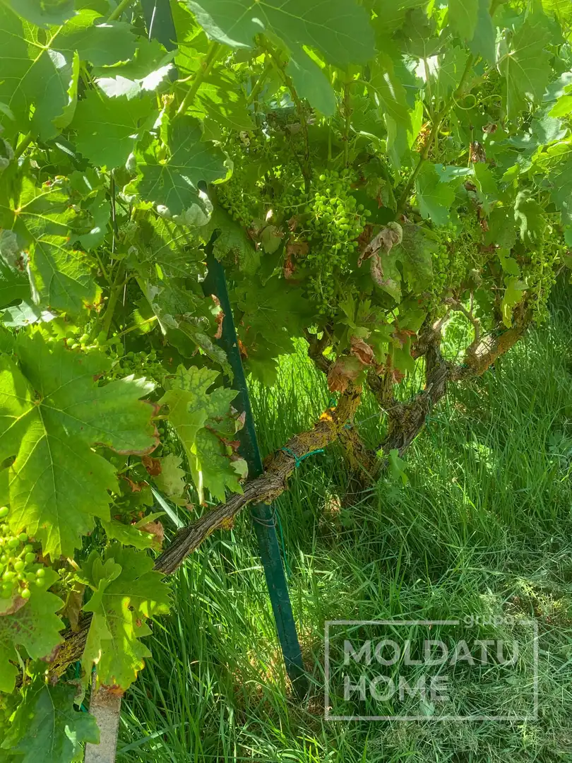 Jardín de Terreno en venta en Belascoáin