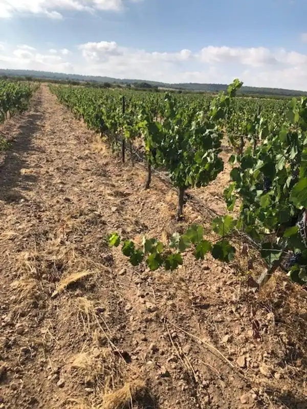 Rustikales Grundstück zum Verkauf in Av. Ntra. Sra. de la Asunción, imagen 17