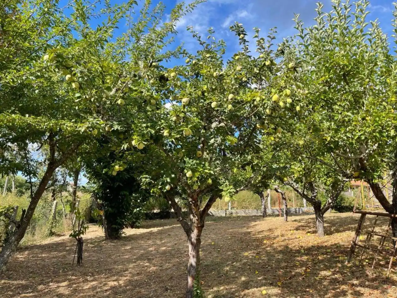 Xalet amb jardí en venda a O Pereiro de Aguiar, imagen 9