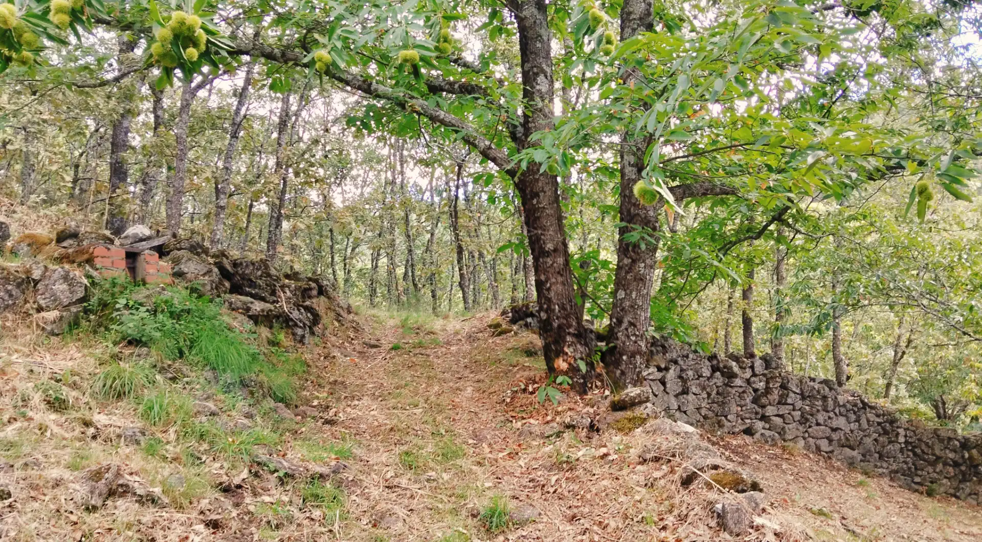 Rustikales Grundstück zum Verkauf in Avenida Extremadura 72, imagen 11