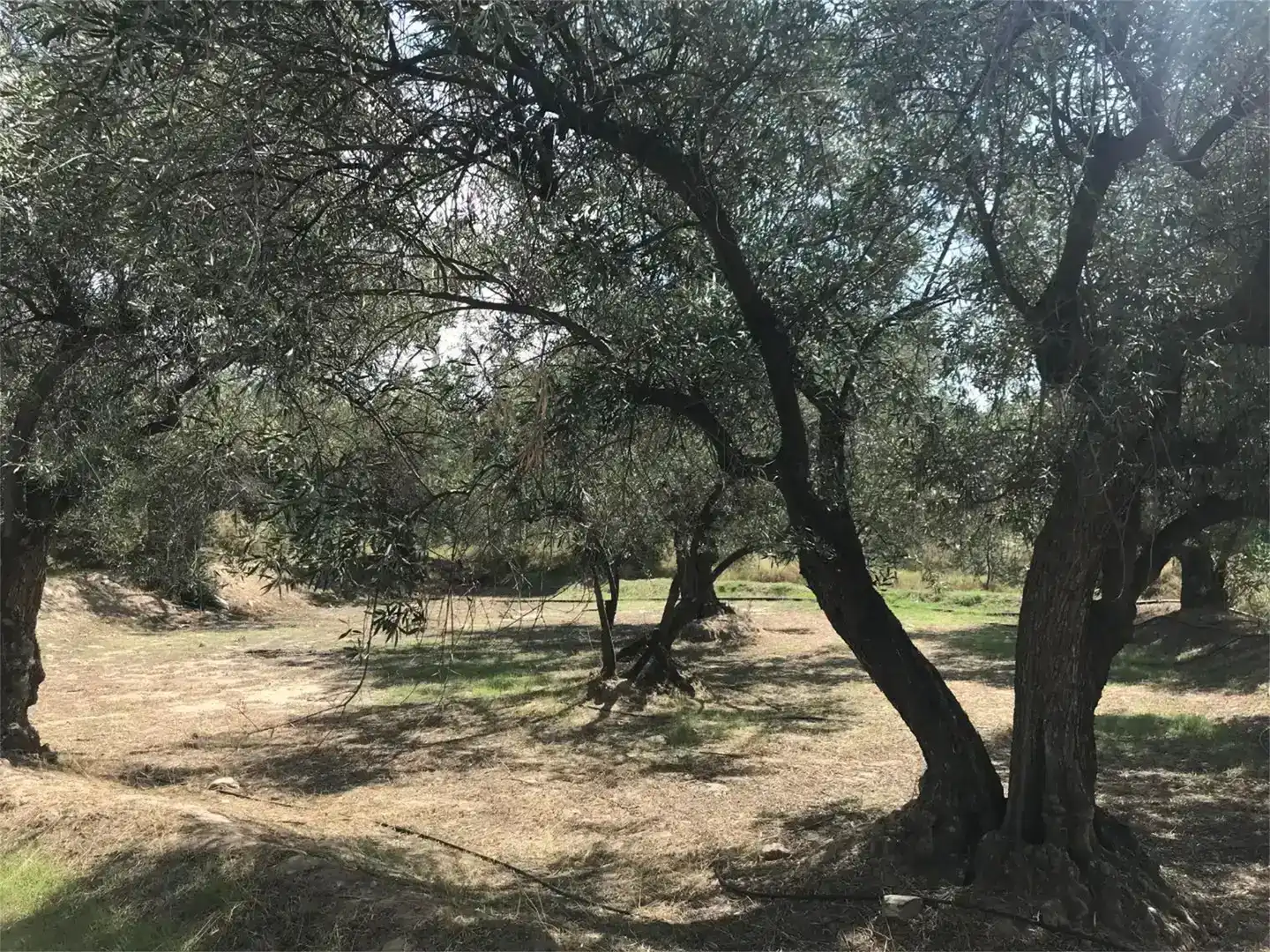 Finca rústica en venda en Fiñana