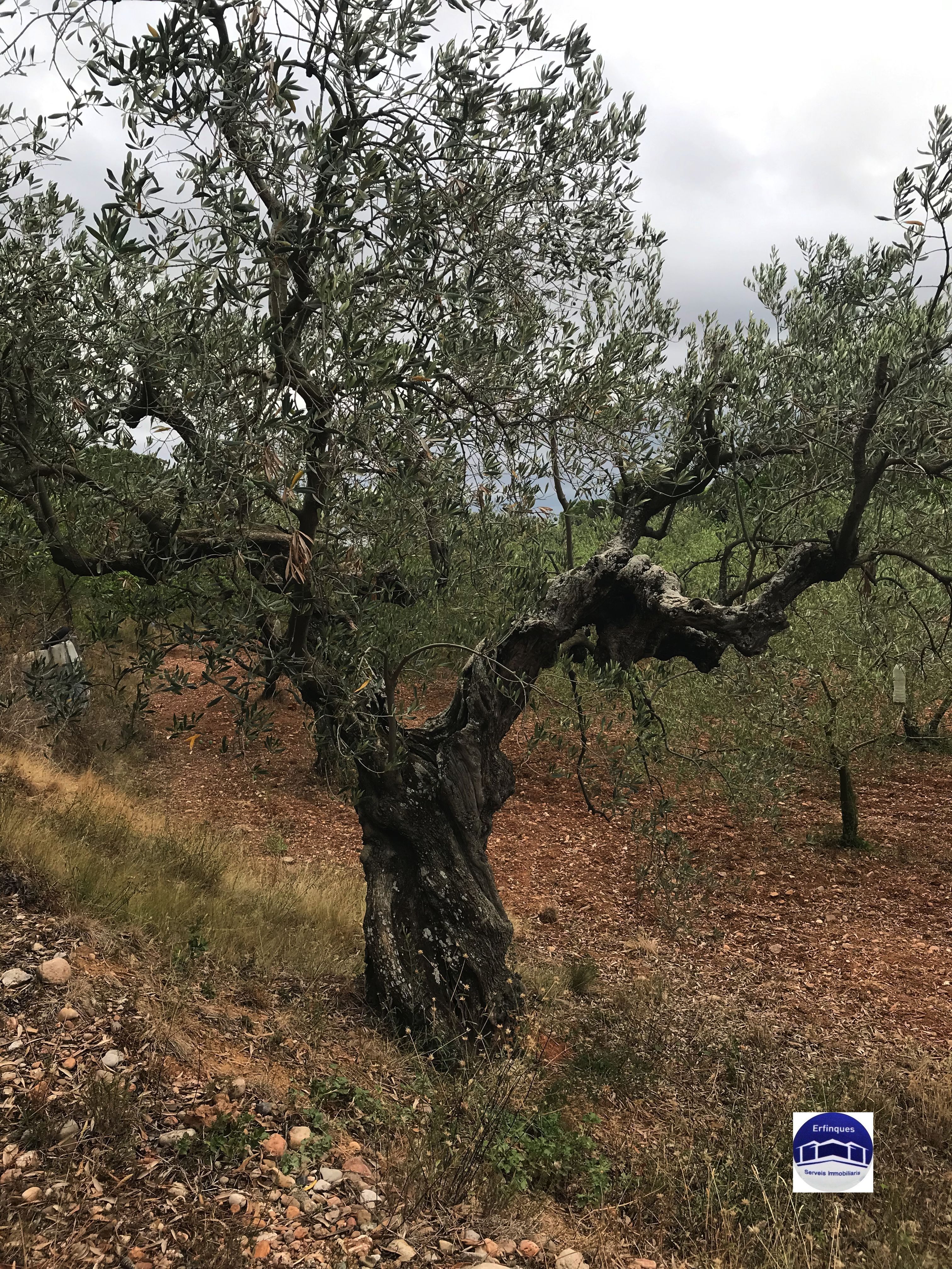 Garden of Residential for sale in Terrassa
